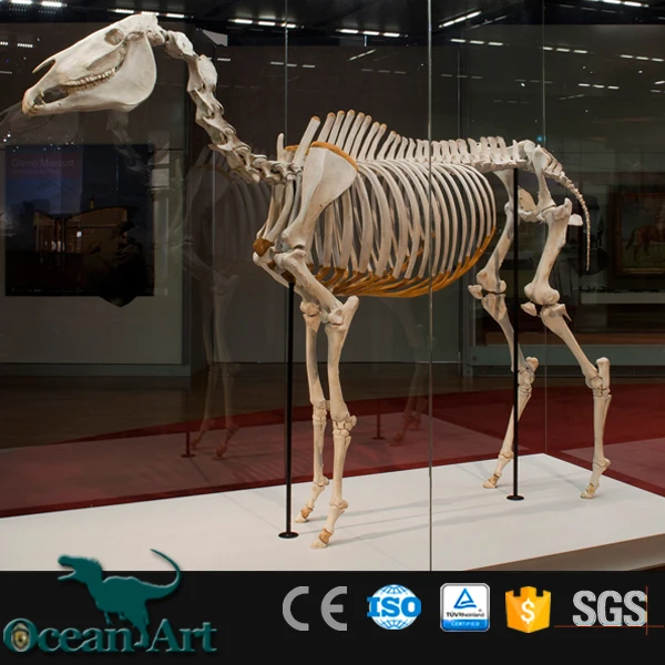 Künstliche lebensgröße harz fiberglas pferd skeleton