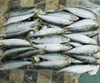 Price Of Ocean Fish Fresh Frozen Sardine