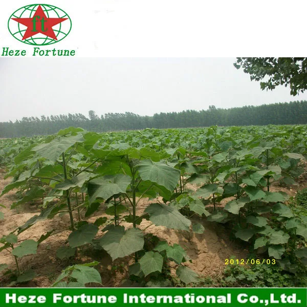 paulownia tree 6 - .jpg