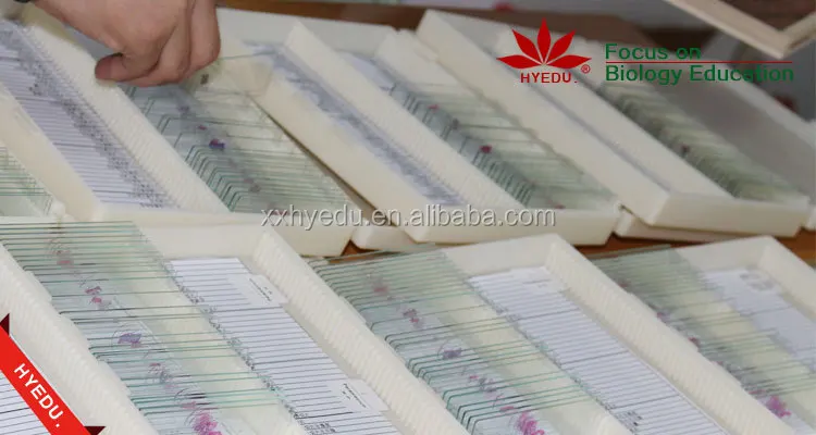 Bacteria prepared slides.jpg