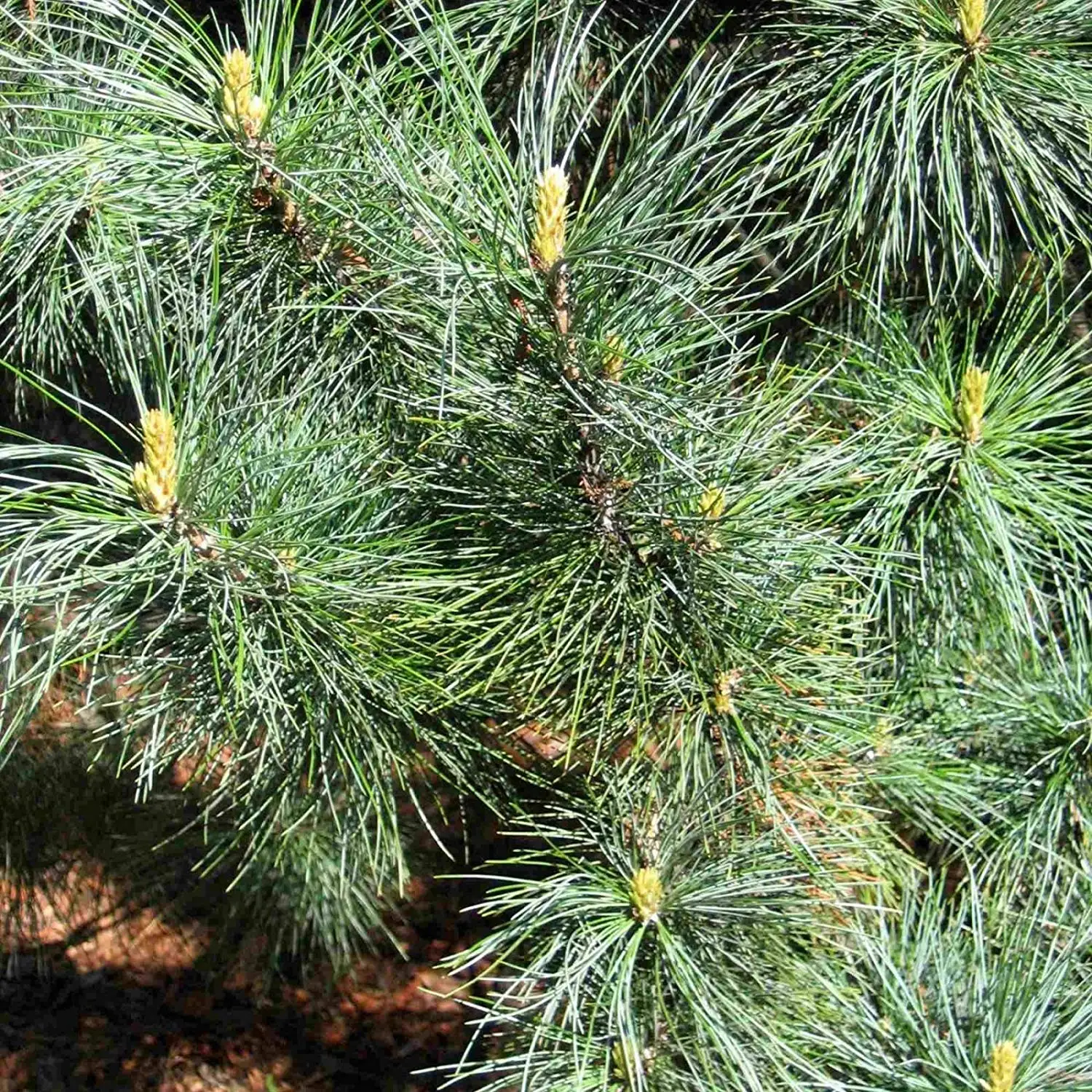 Pinus koraiensis