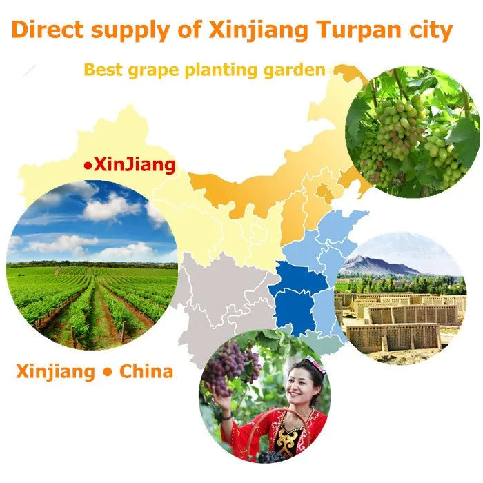 DT-SD-011seeded raisin/dried fruit company/chinese dried food