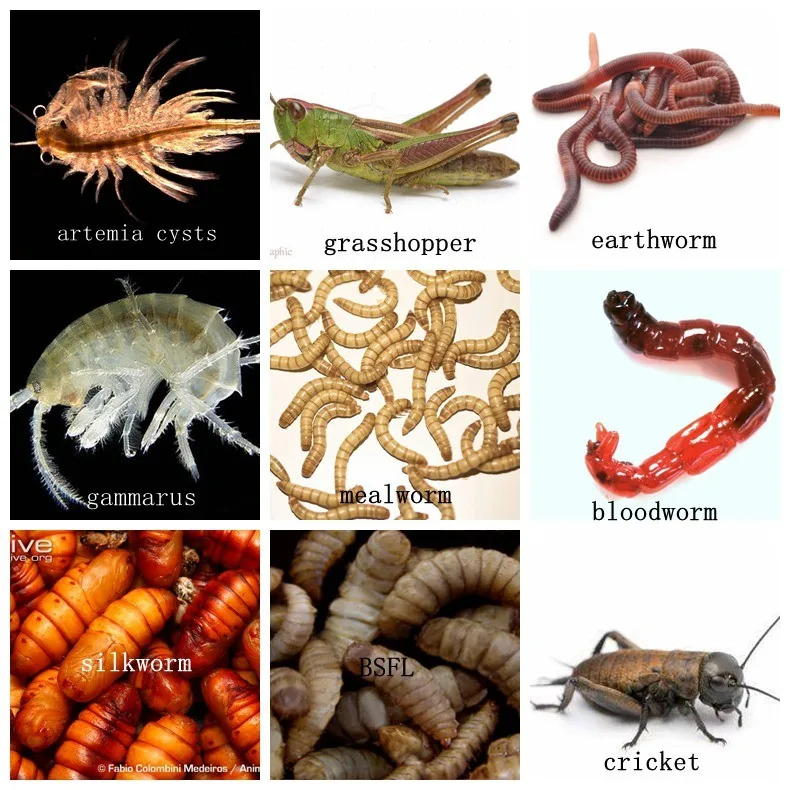 Pet Food Freeze Dried Cricket For Reptile Chicken Bird Buy Dried