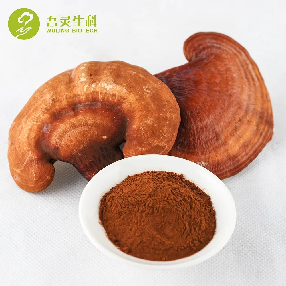 Herbal Dried Reishi Mushroom Extract Powder Buy Reishi Mushroom