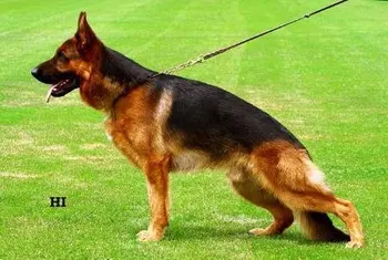 Anjing Gembala Jerman Buy Anjing Product On Alibaba Com