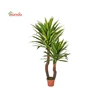 Hot selling garden decoration plastic tree Artificial bonsai indoor ornamental plants used artificial trees for sale
