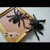 Top fashion spider design sew on applique work design made in china DH-BP1302