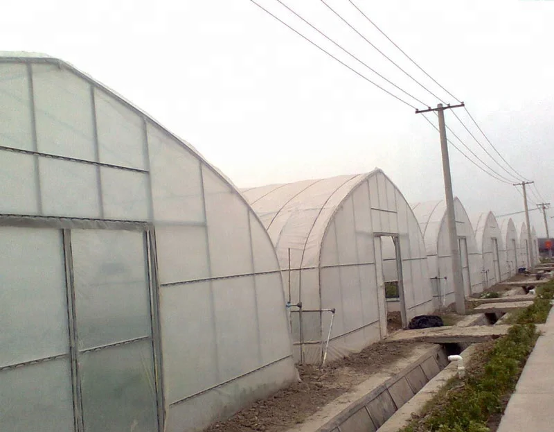 greenhouse15.jpg