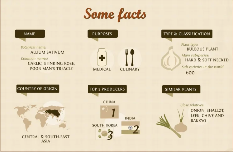 factory direct sale high quality organic garlic oil for hair