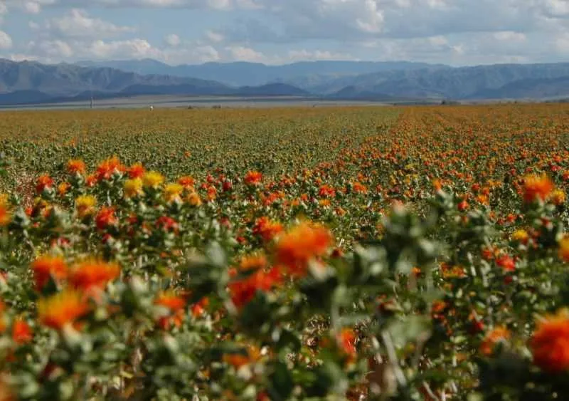 safflower seed oil 4