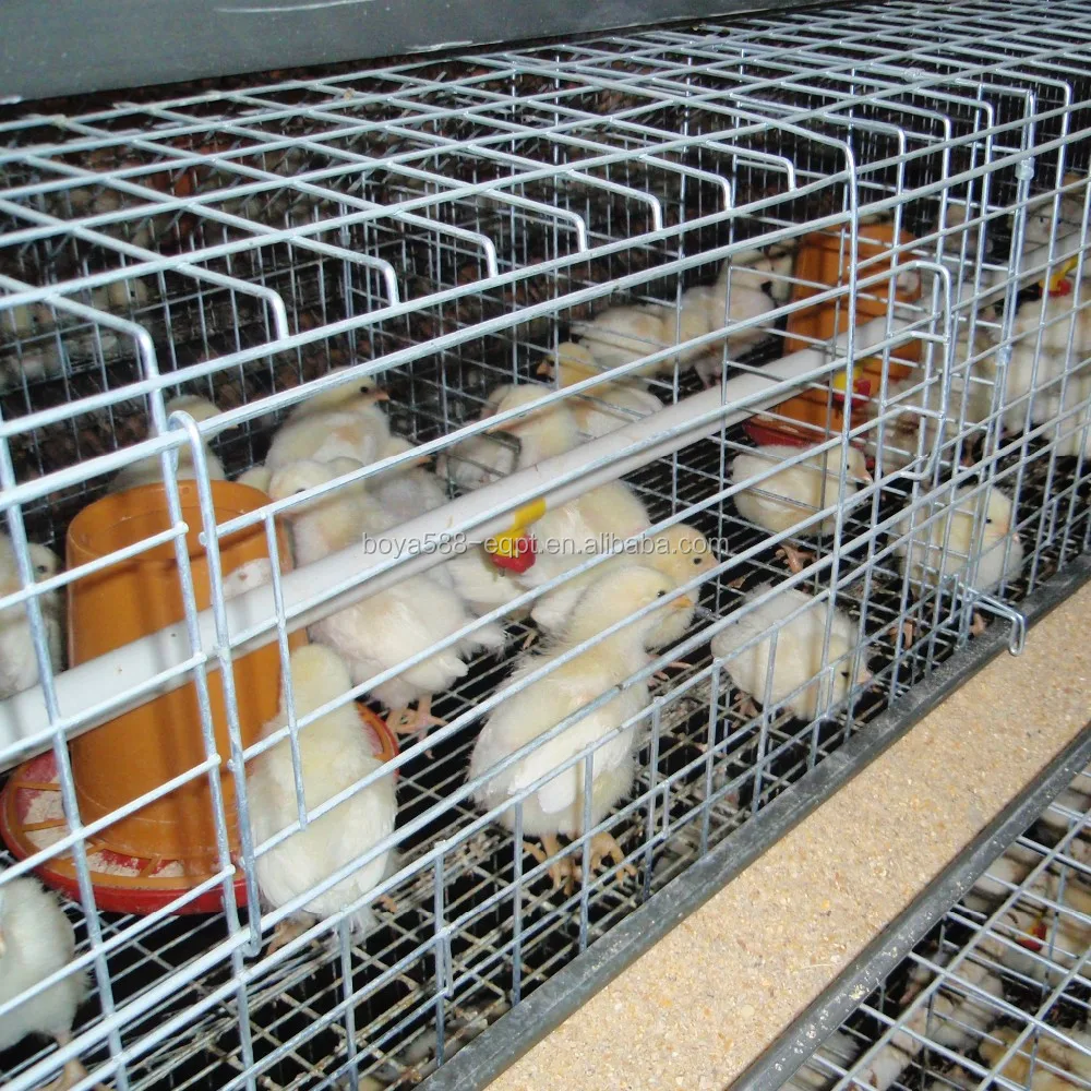 Poultry Farm Broiler Lapisan Bayi Ayam Kandang Buy Bayi Chicken