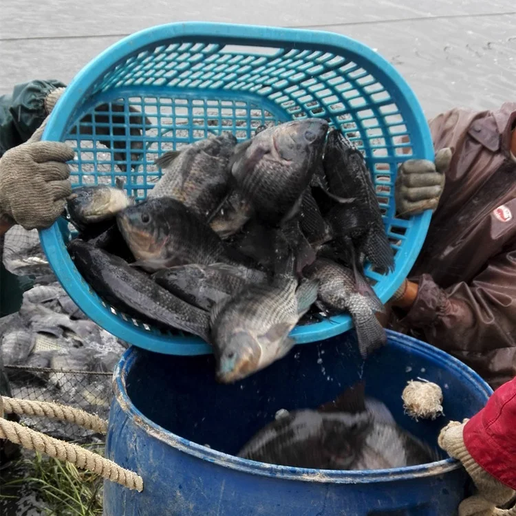 Dry Salted Cleaning Tilapia Fish For Kenya Buy Dry Salted Tilapia