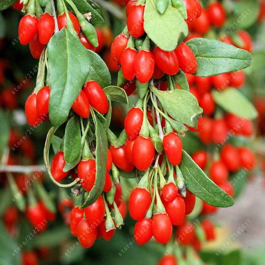 Herbs Benefit Promotion-Shop for Promotional Herbs Benefit