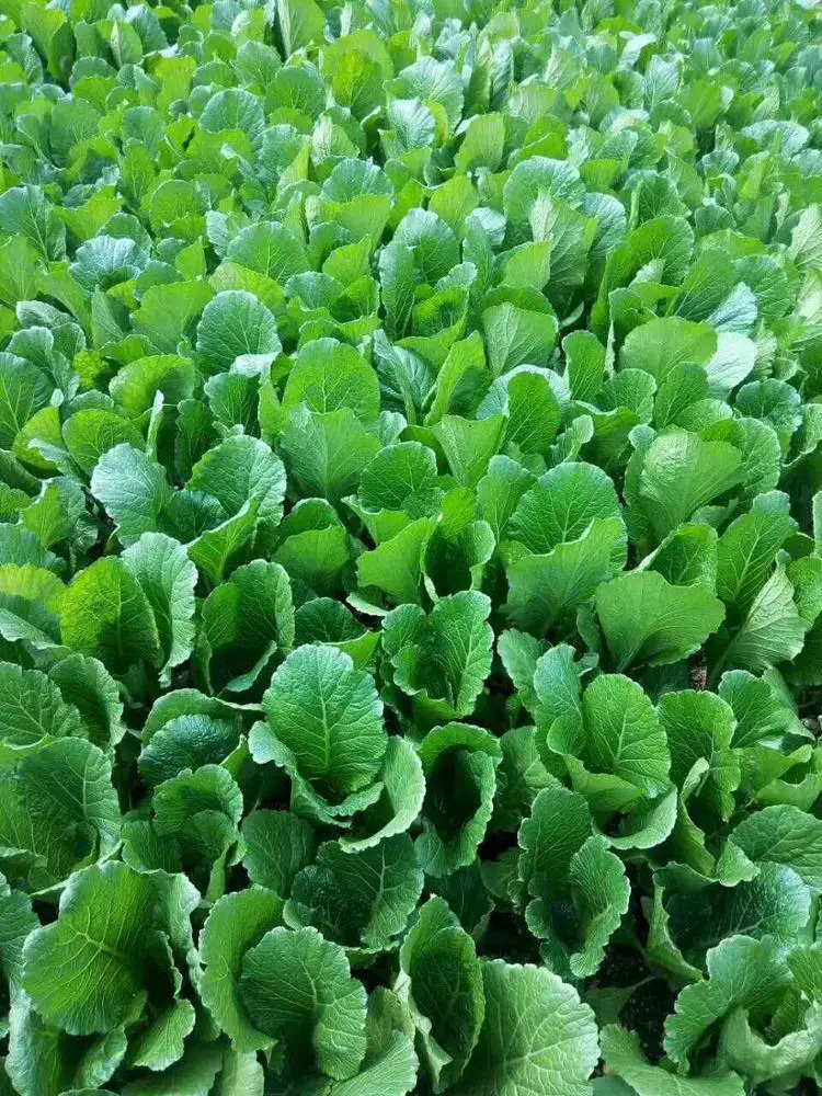 蔬菜幼苗 f1 kale kailan 芥末卷心菜黑种子