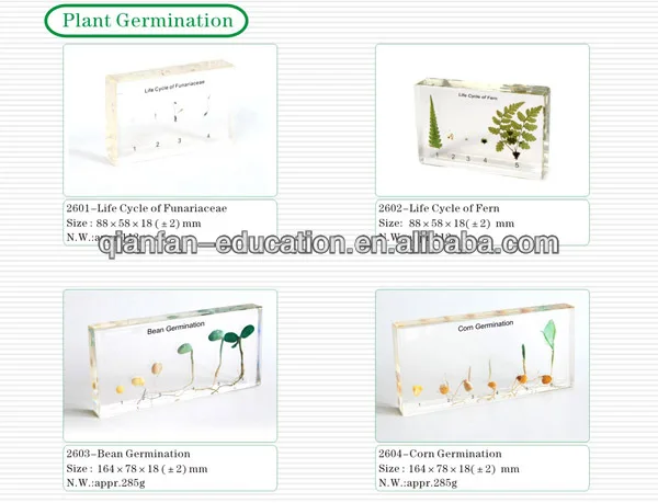 plant germination.jpg