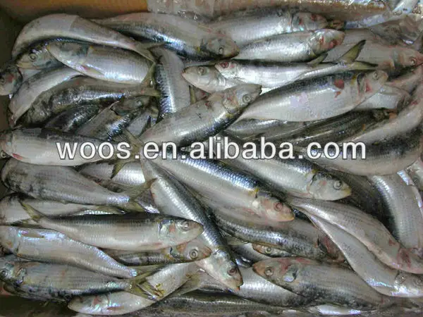  ikan  sarden  beku ikan  importir eksportir Ikan  ID produk 