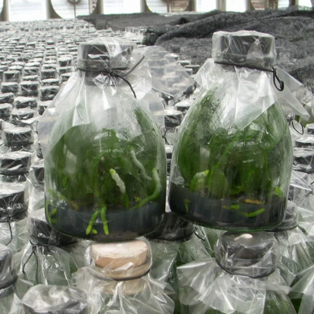 Hot Sale Beautiful Pink Flower Seedling Phalaenopsis Orchids Flasks