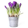 Flower bulb Crocus sativus saffron