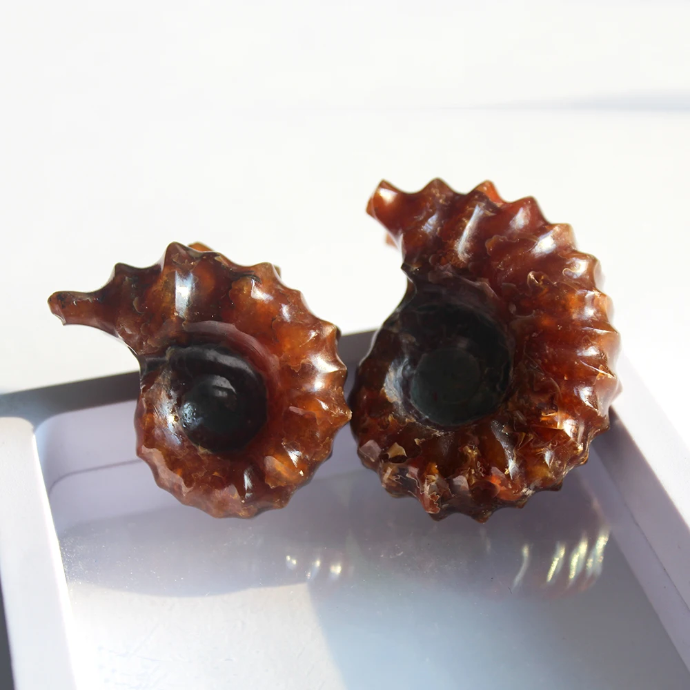 天然高品质蜗牛化石ammon石化石马达加斯加海螺化石