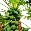 red lady papaya seeds papaya fruits seeds