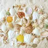 Wholesale bulk mixed large white natural decorative Craft Sea shells for Home Decoration vase filler