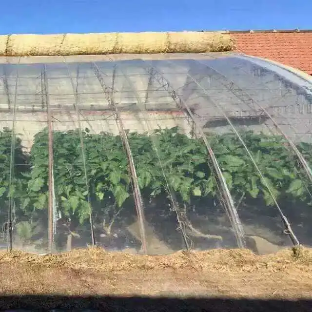 film in greenhouse.jpg