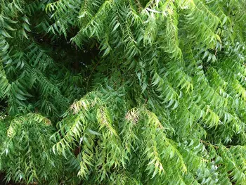 1000 Gambar Daun Neem Paling Keren 1000 Gambar Daun Neem Paling Keren