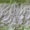 fresh silver fish and best quality stockfish cod