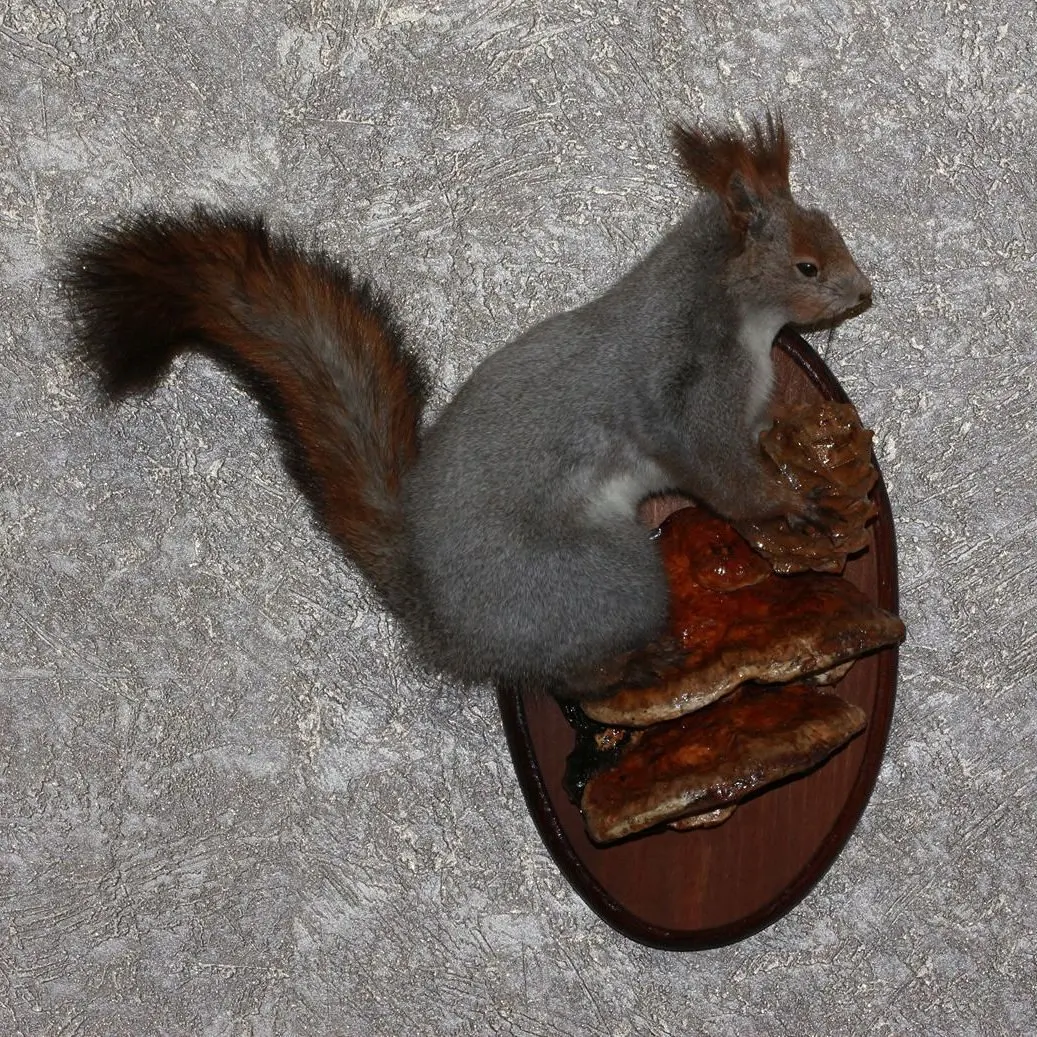 stuffed squirrel taxidermy for sale