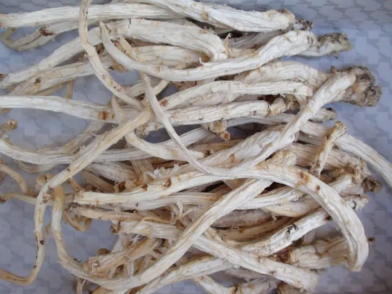 Bellflower root Campanulaceae Kikyo Grandiflorum Jie geng Radix