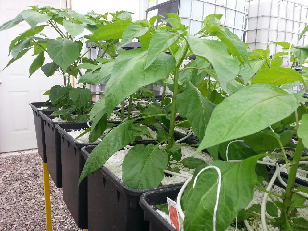 Dutch Bucket System For Growing Bell Peppers Buy Dutch Bucket System