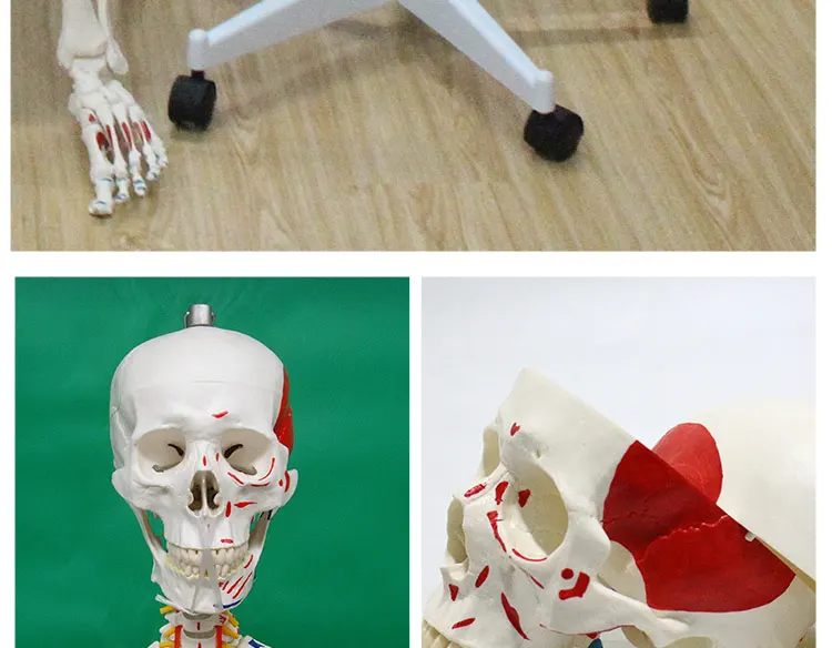 13 Life size skeleton.jpg