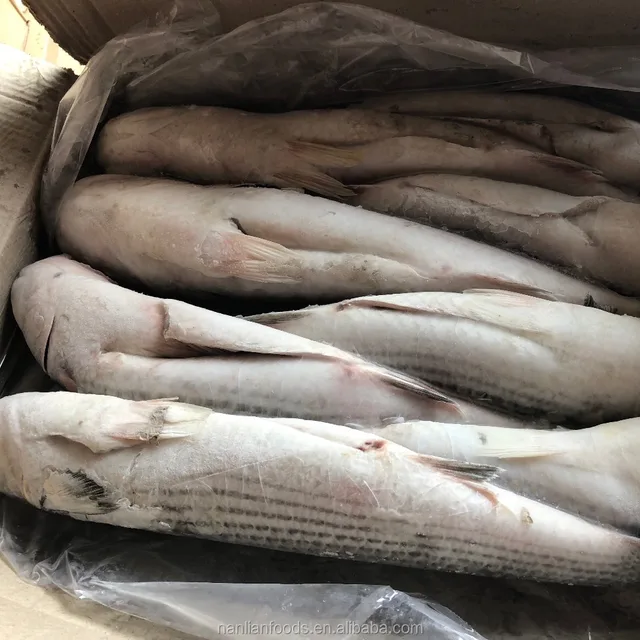 1000g  mullet frozen fish
