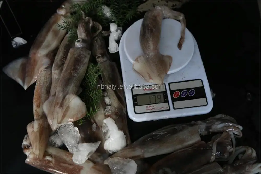 squid (3).JPG