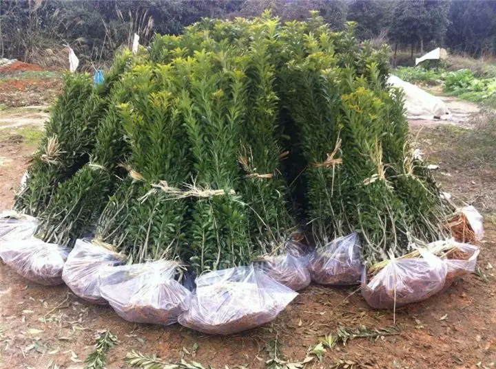 Sweet Red Bayberry (3).jpg