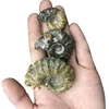 High quality ammonite snail fossil from madagascar