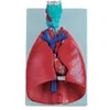 BIX-A1072 Natural size throat heart lung combined anatomical model