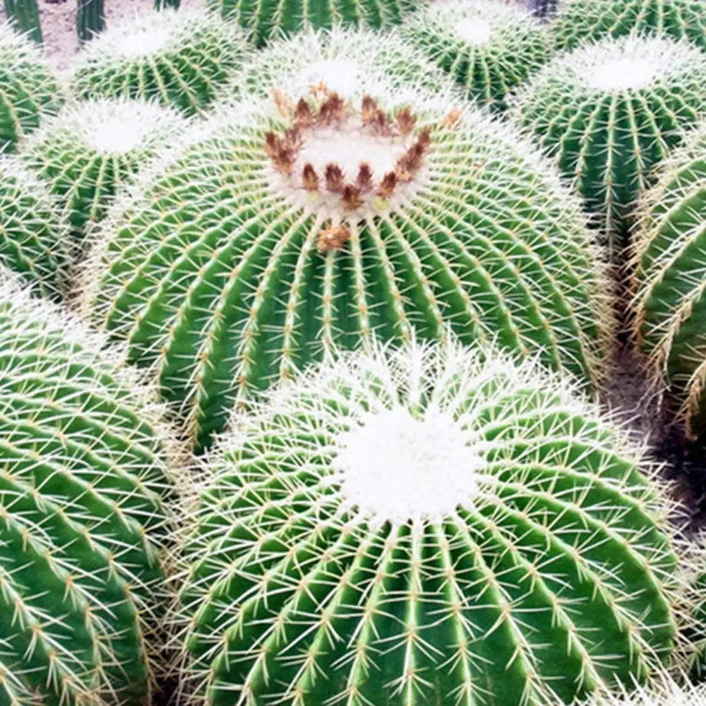 Cheap Growing Cactus Seeds, find Growing Cactus Seeds deals on line at
