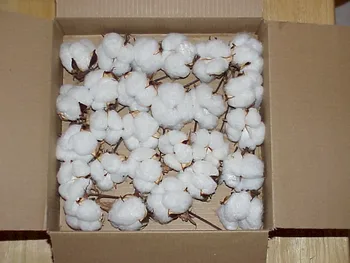 Cotton Bolls Buy Cotton Bolls Product On Alibaba Com