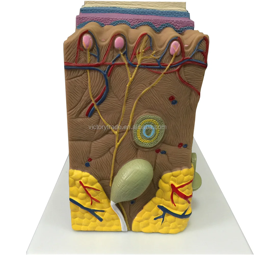 Human skin structure model 