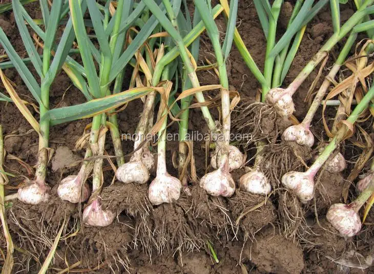 Small Field Using Garlic Roots Cutter/leaf And Root Cutter For Garlic