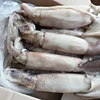 Frozen Common Squid