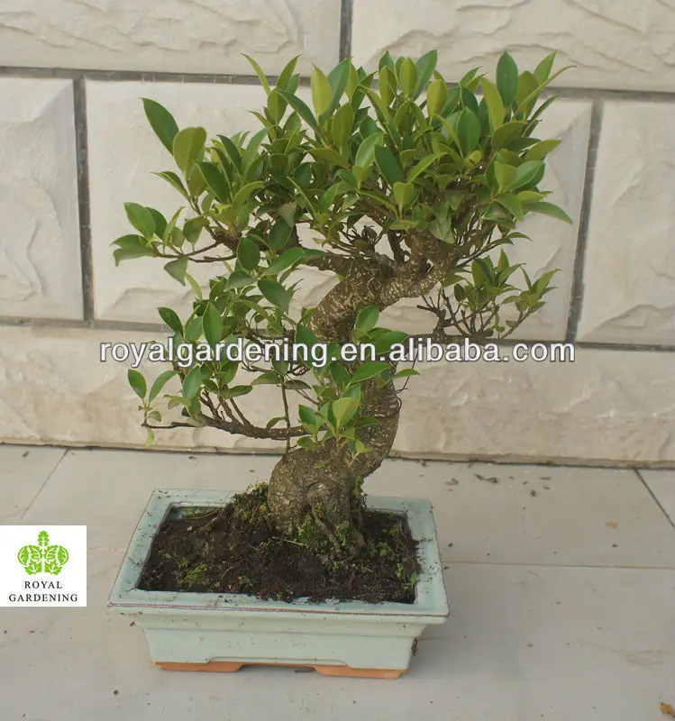 Ficus microcarpa bonsai in 15cm,20cm ,25cm ,30cm pot,ball ,S shape