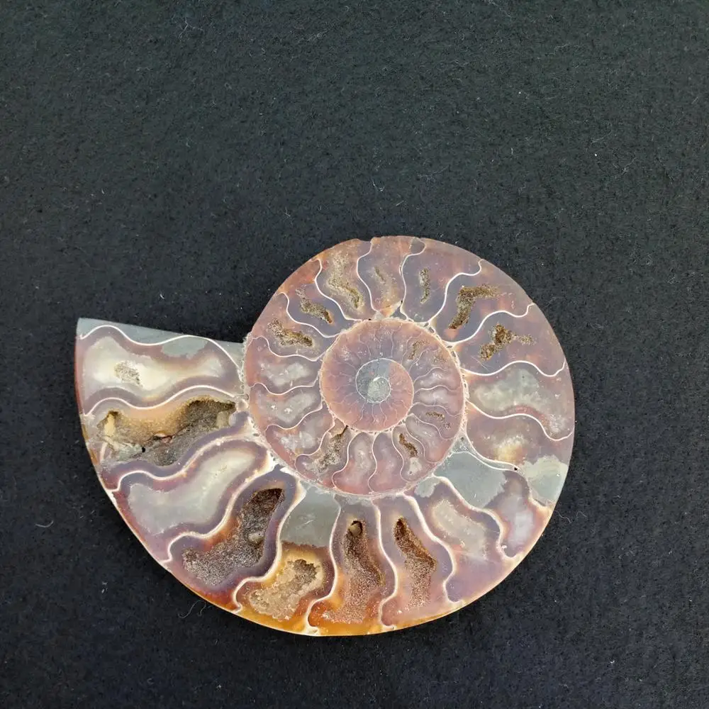Large Stone Crystal Snail Fossil Conch Ammonite Fossil For Sale Buy