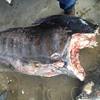 Black Marlin Fresh Type Trading Whole Sale
