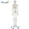 180cm Life Size plastic human skeleton model for sale