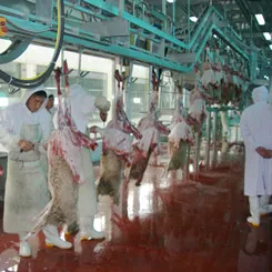 Muslim Lamb Meat Slaughter Process For Living Mutton Butcher