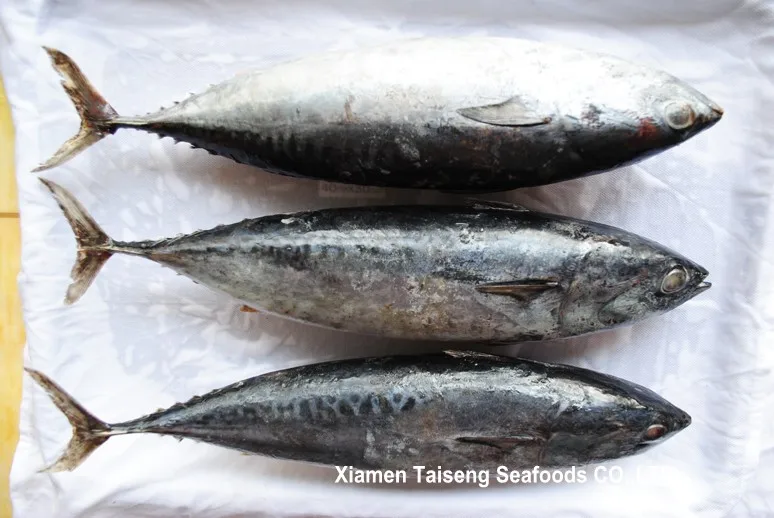 China Frozen Whole Tuna Bonito Fish 300-500g
