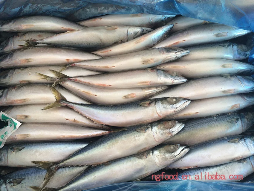 Frozen Pacific Mackerel Fresh Fish Catching Mackerel In Pouch Buy