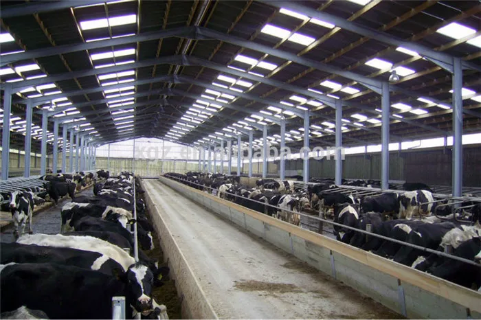 prefabricated steel structure cattle shed - buy cattle